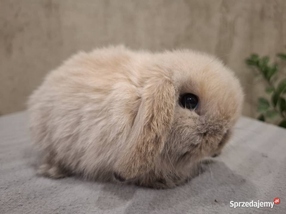 Karzełek baranek mini lop z oklapniętymi uszkami wielkopolskie Jarocin
