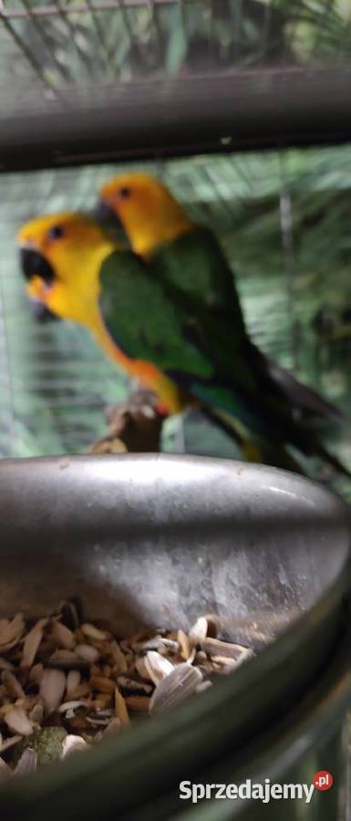 Sprzedam Kontury ognistobrzuche Wałbrzych