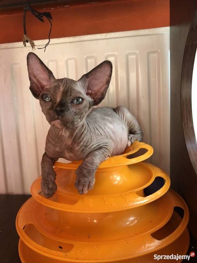 Śliczna Śmiała Dziewczynka Rakija Wwa Katowice