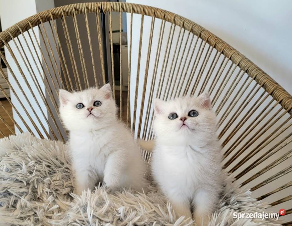 srebrne pointy kocięta brytyjskie Zielona Góra