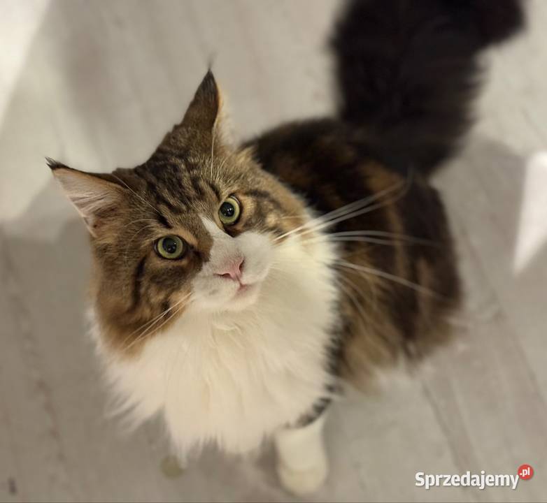 Maine Coon reproduktor sprzedam