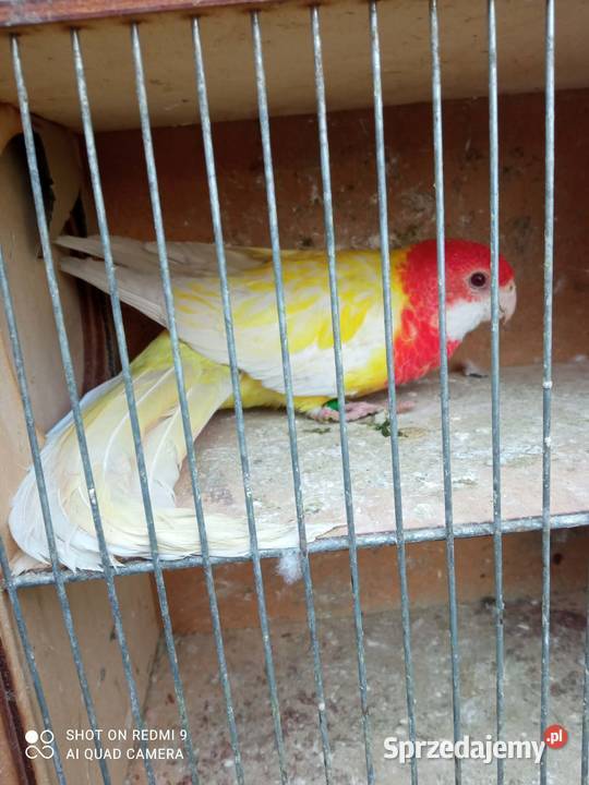 Rozella białolica samica małopolskie Skała