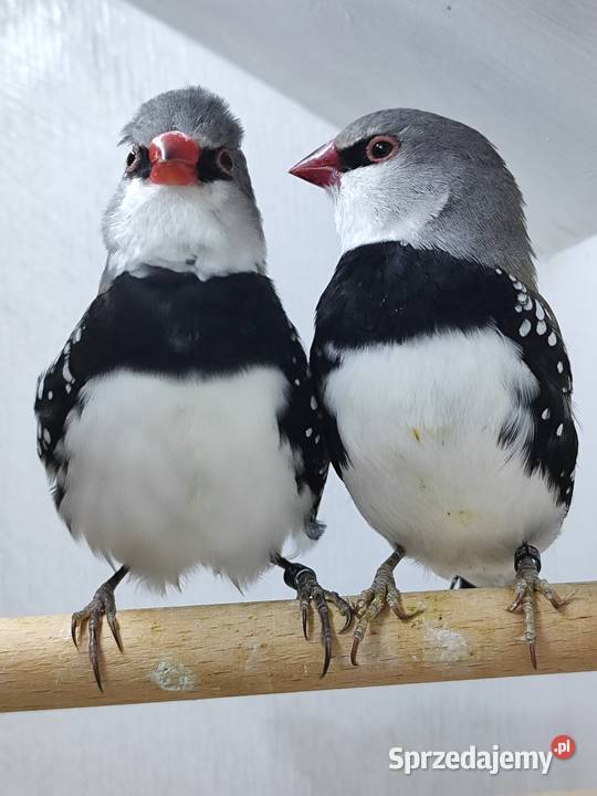 Amadyna Diamentowa para 2025 Myślenice sprzedam