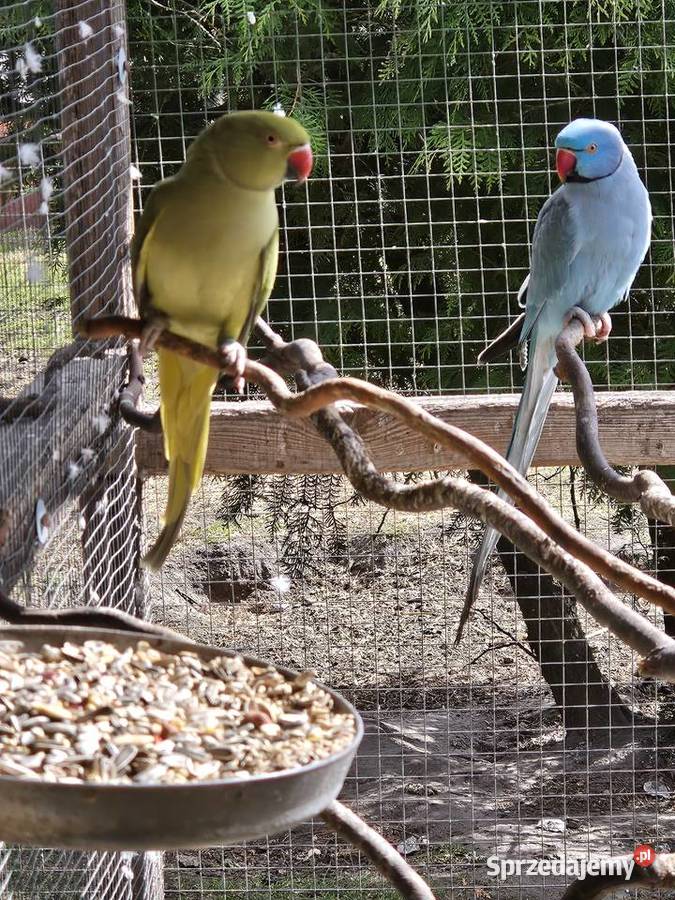 Sprzedam parę alexandretty obrożnych Koźminek sprzedam