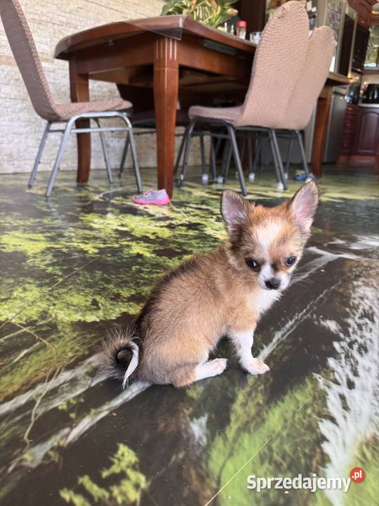 Chihuahua Bielsko-Biała