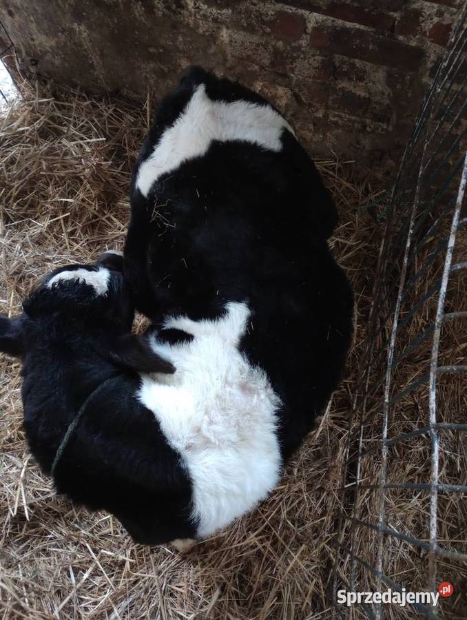 byczek cielak Markuszów