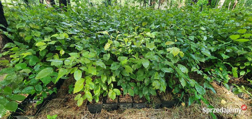 Grab na żywopłot Duże sadzonki grabu graby na lubelskie Wisznice