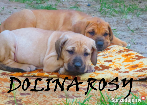 szczeniaki TOSA INU FCI Dolina Rosy Psy
