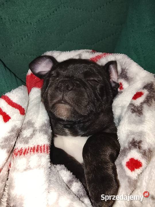 Staffordshire Bull Terrier Stafik Staffik śląskie Zabrze