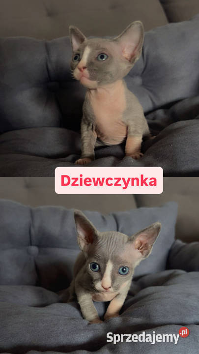 Sfinks kotki chłopcy i dziewczynki Sfinks Koty Łódź sprzedam