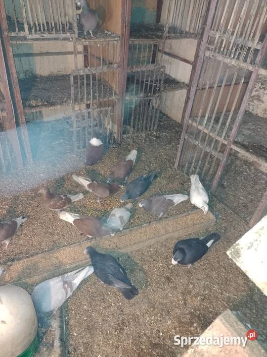 Gołębie staropolskie