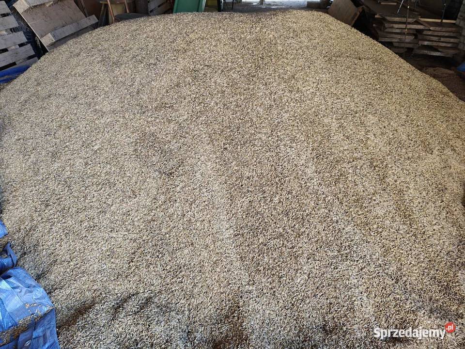 Owies Reflex zbiór 20242025