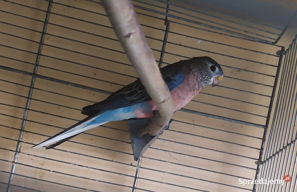 Liliank papugiililianki różowe Ptaki sprzedam