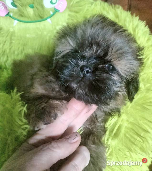 Shih tzu FCI Wałbrzych