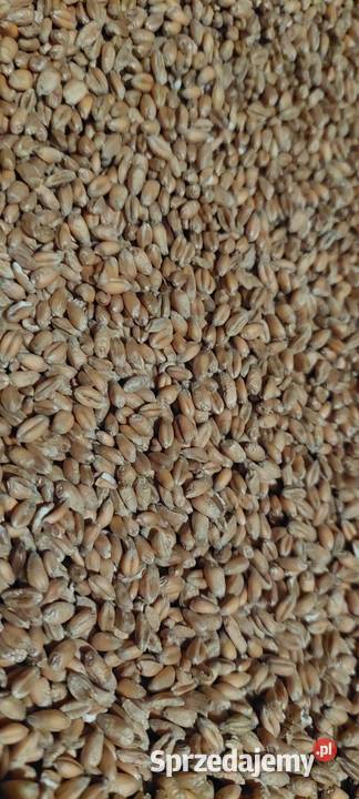 Pszenica mieszanka zbożowazboże opolskie Dobrodzień