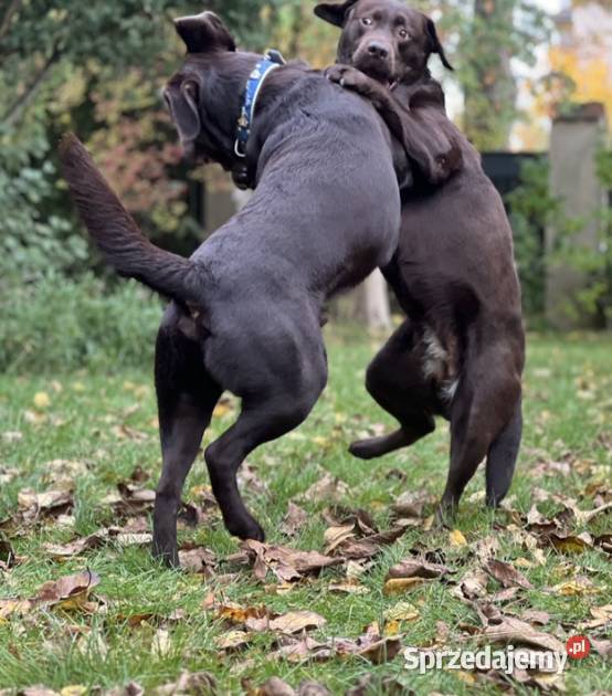 Labrador Czekoladowy Poznań