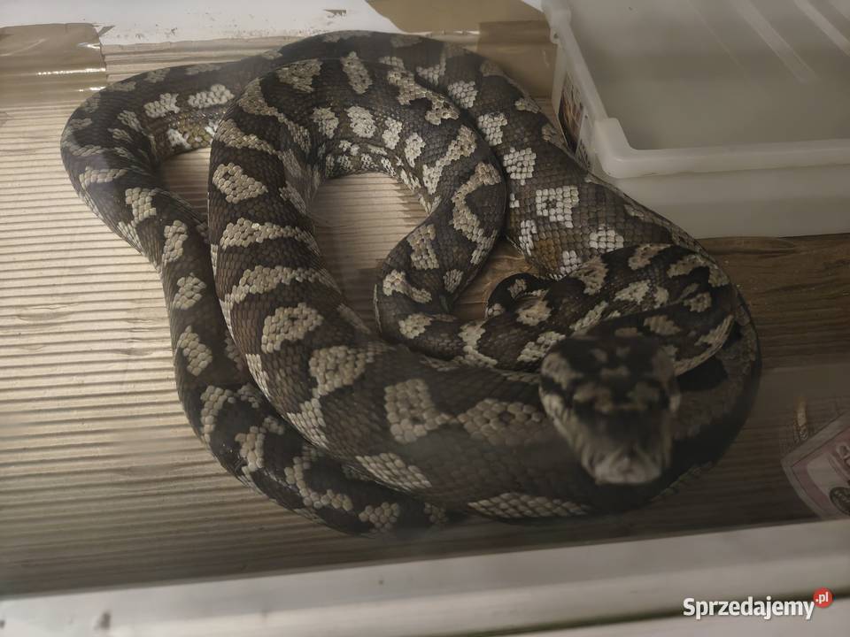 Morelia Spilota Variegata Samica Gady i płazy Radlin