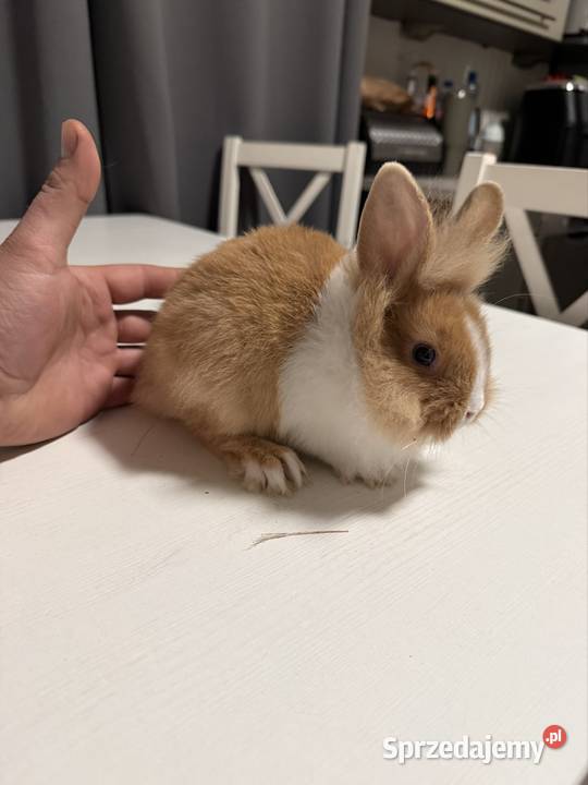 Króliczki miniaturki Wadowice