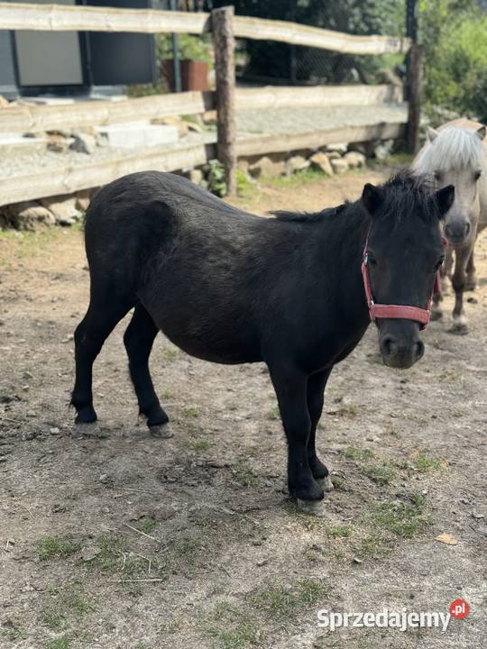 Kuc szetlandzki ogier sprzedam