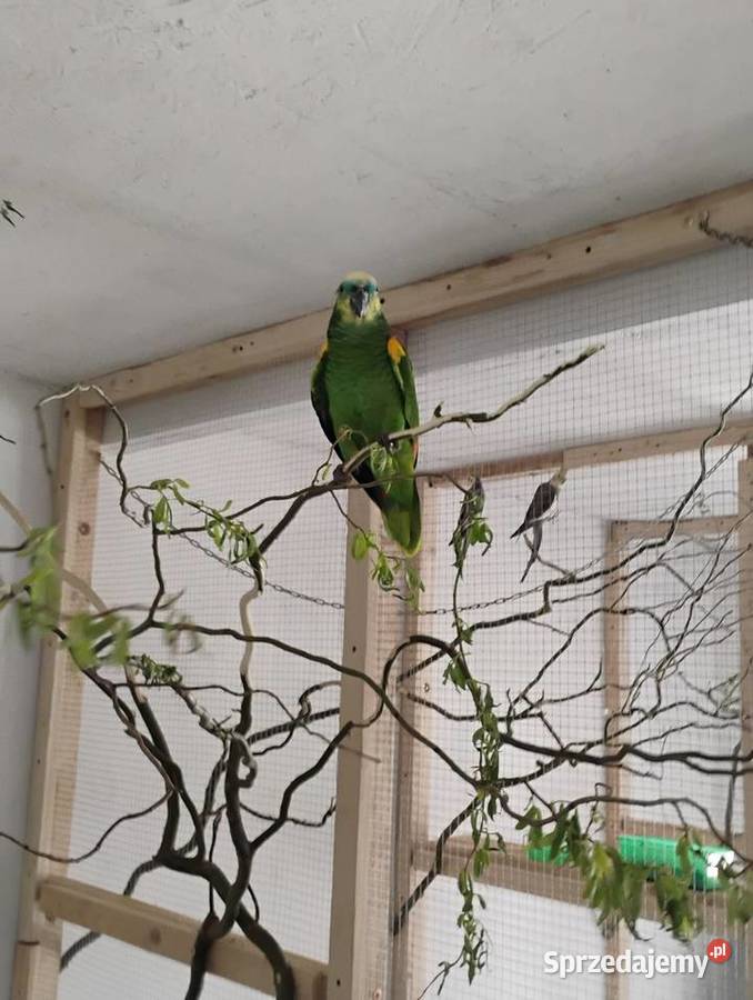 Para Amazonek niebieskoczelnych astevia Busko-Zdrój sprzedam