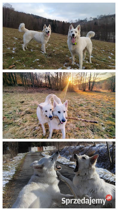 Biały Owczarek Szwajcarski Kłodzko