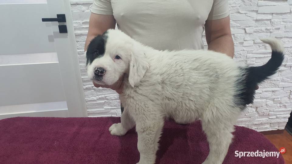 Owczarek Środkowoazjatycki