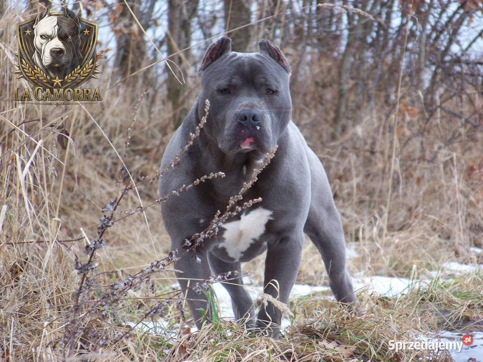 Amstaff Blue samiec R9