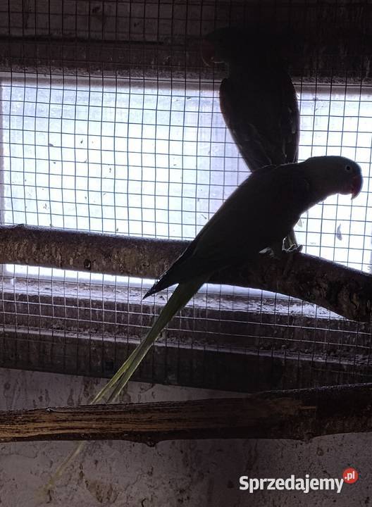 Papugi aleksandretty chińskie sprzedam