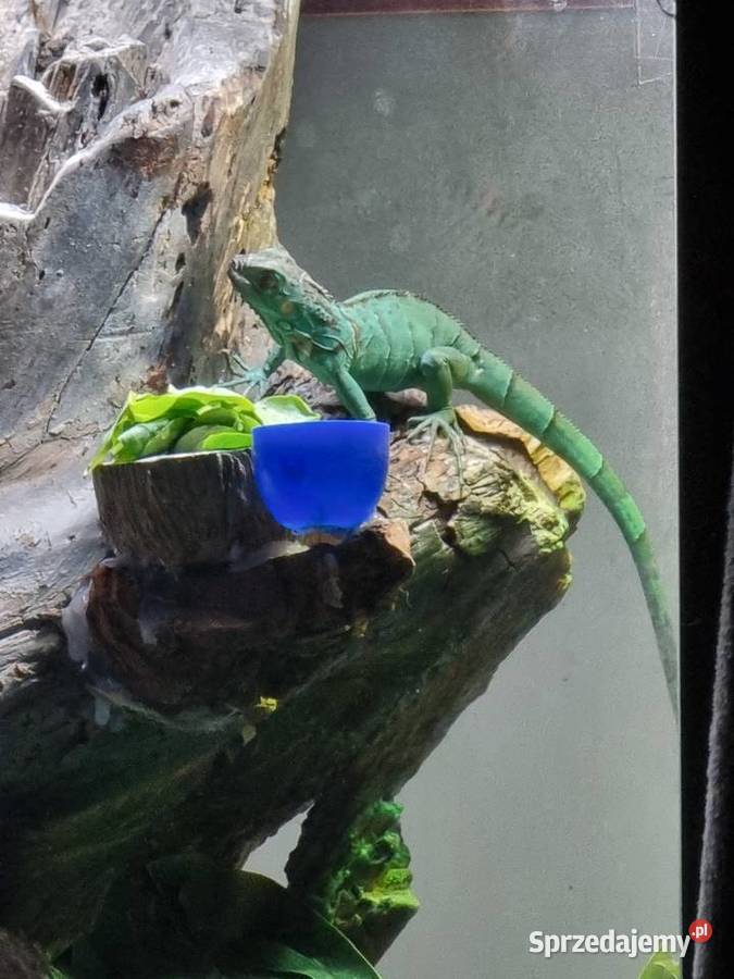 Młody Legwan zielony Blue Brwinów sprzedam