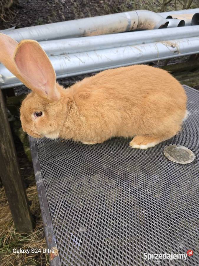 Króliki belgijskie i barany francuskie Króliki Pławna Górna