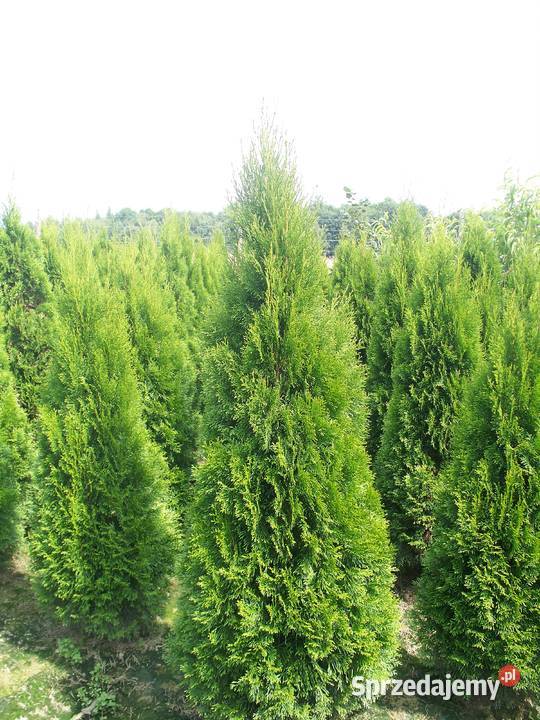Tuja Thuja Tuje Szmaragd Smaragd 1802200 Dąbrowa Górnicza