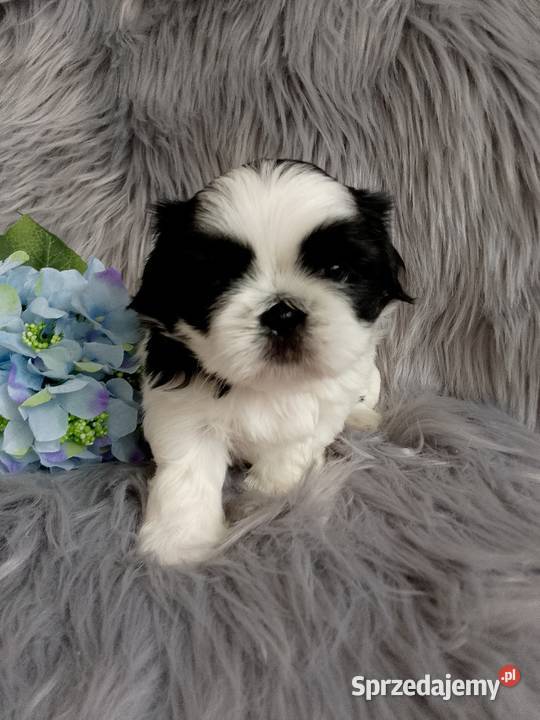 Biało czarny piesek rasy ShihTzu Namysłów