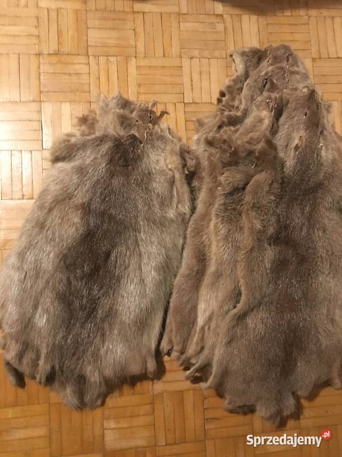 Sprzedam wyprawione skóry z nutrii Pozostałe Tarnów