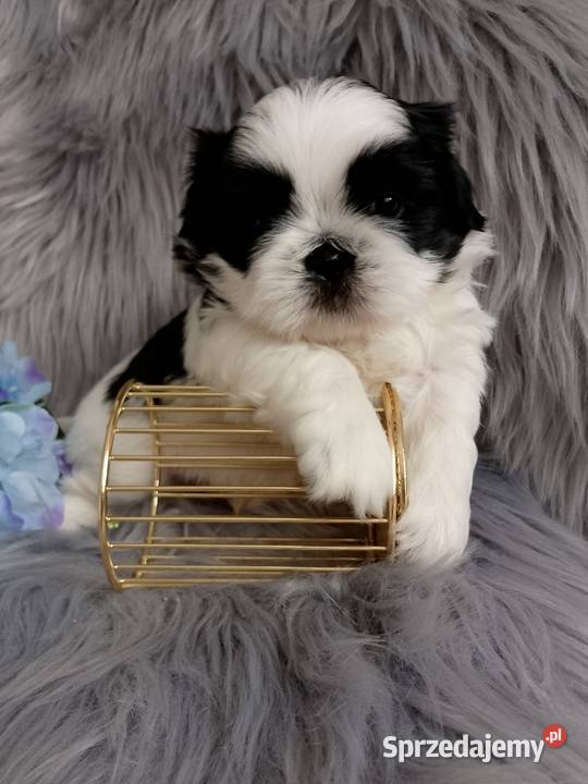 Biało czarny piesek rasy ShihTzu Namysłów