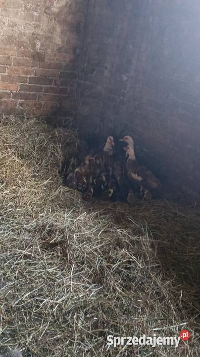 Sprzedam kaczki francuskie Drób i ptactwo Lubartów