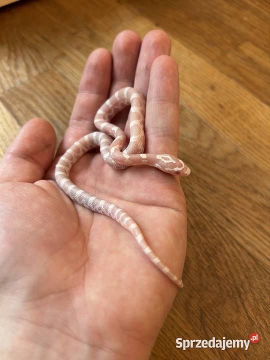 Wąż zbożowy snow Jaworzno