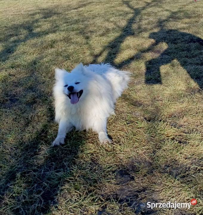 Szpic niemiecki średni biały rodowód ZKwP FCI Namysłów