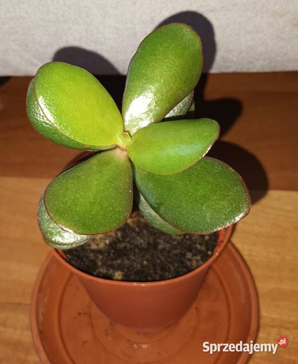 Grubosz sansewieria trzykrotkasetkrezja aloes Warszawa