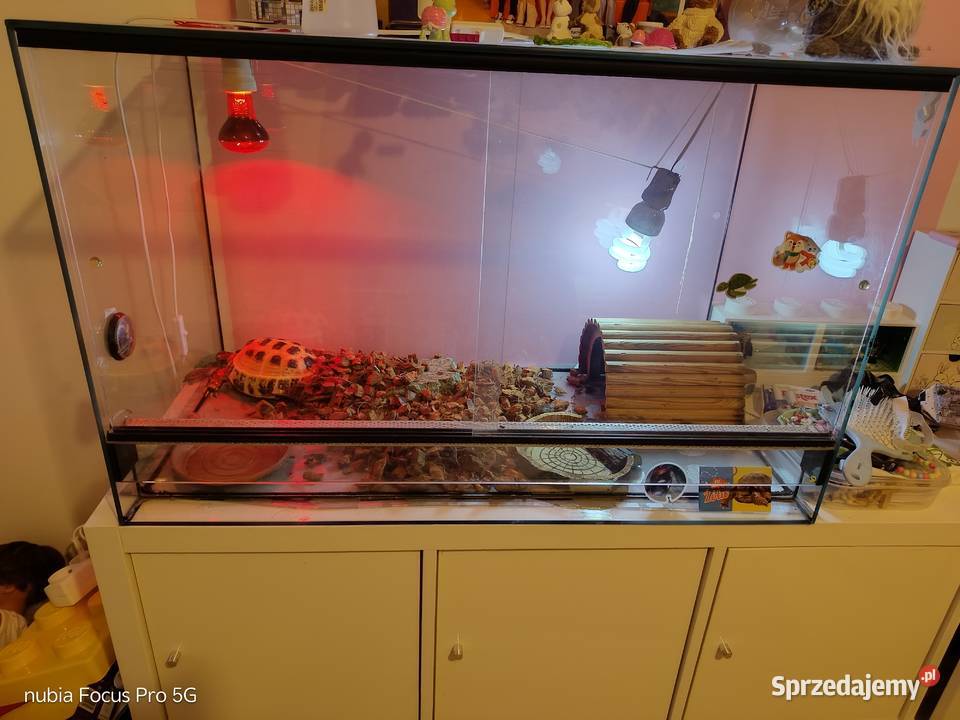 Żółw stepowy kompletne terrarium Łódź sprzedam