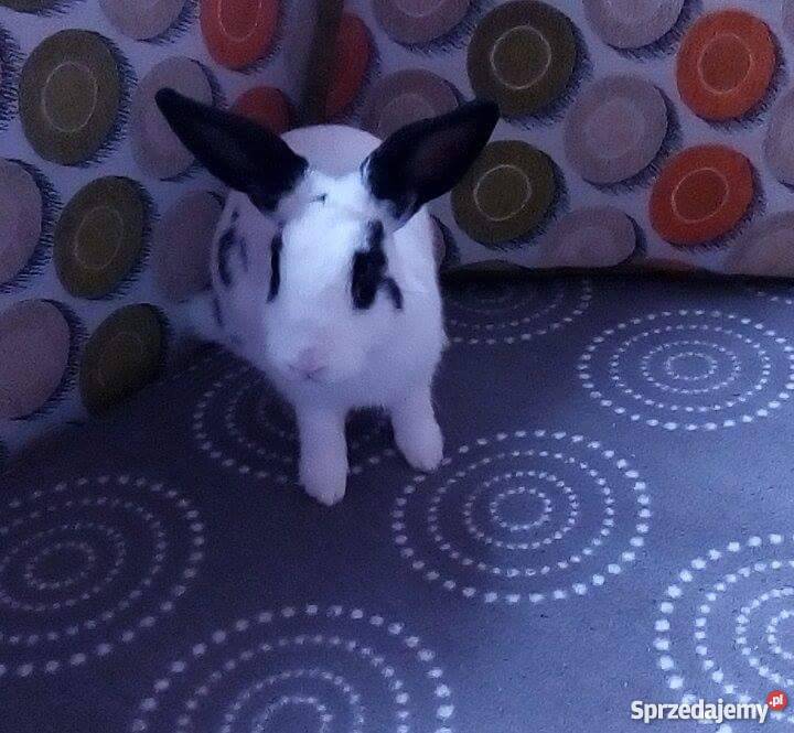 Królik miniaturka klatka mazowieckie