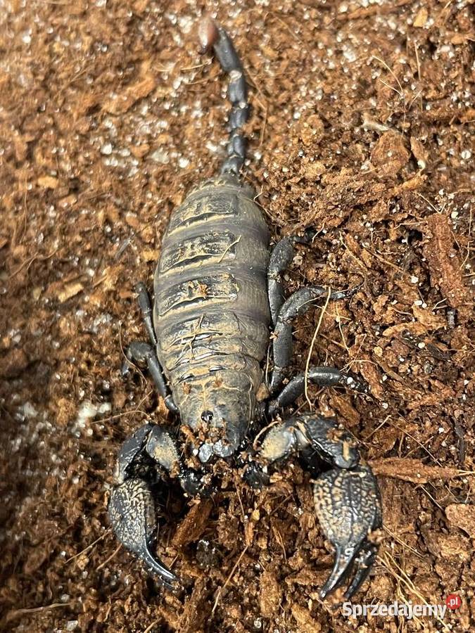 skorpion Cheloctonus jonesii Gliwice