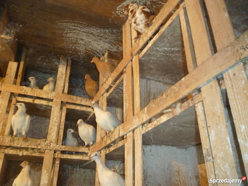 Gołebie lot około 50 ganiane Pozostałe mazowieckie