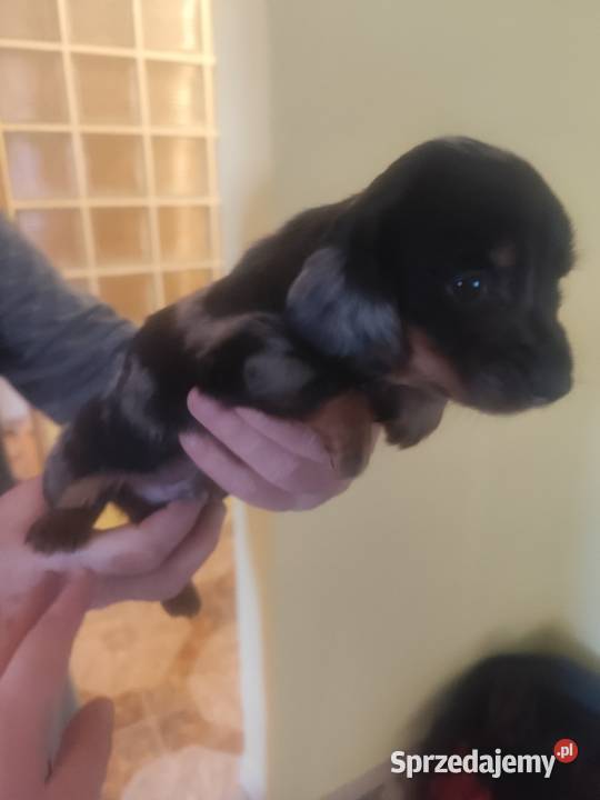 Jamniki krótkowłose i długowłose miniaturowe Baranów