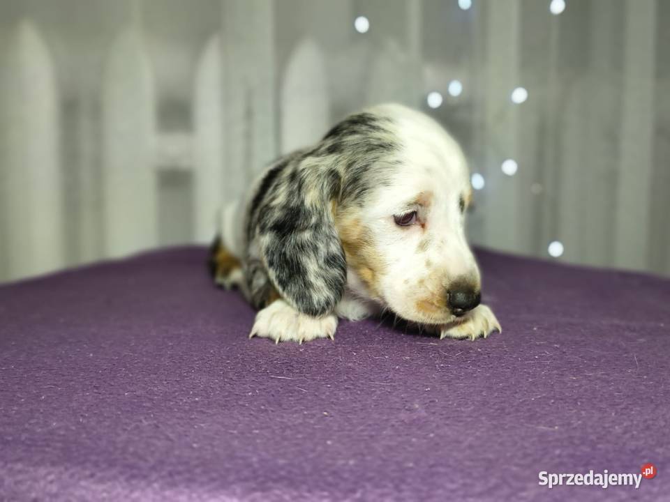 Jamnik suczka łódzkie Żychlin