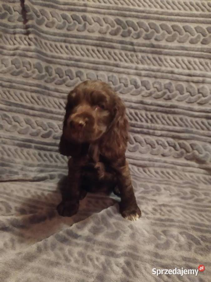 Cocker Spaniel Angielski czekoladowy i sobolowy sprzedam
