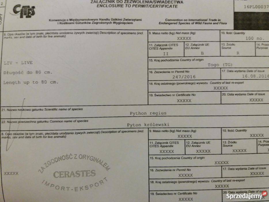 Pyton Krolewski regius profesionalne terrarium wielkopolskie