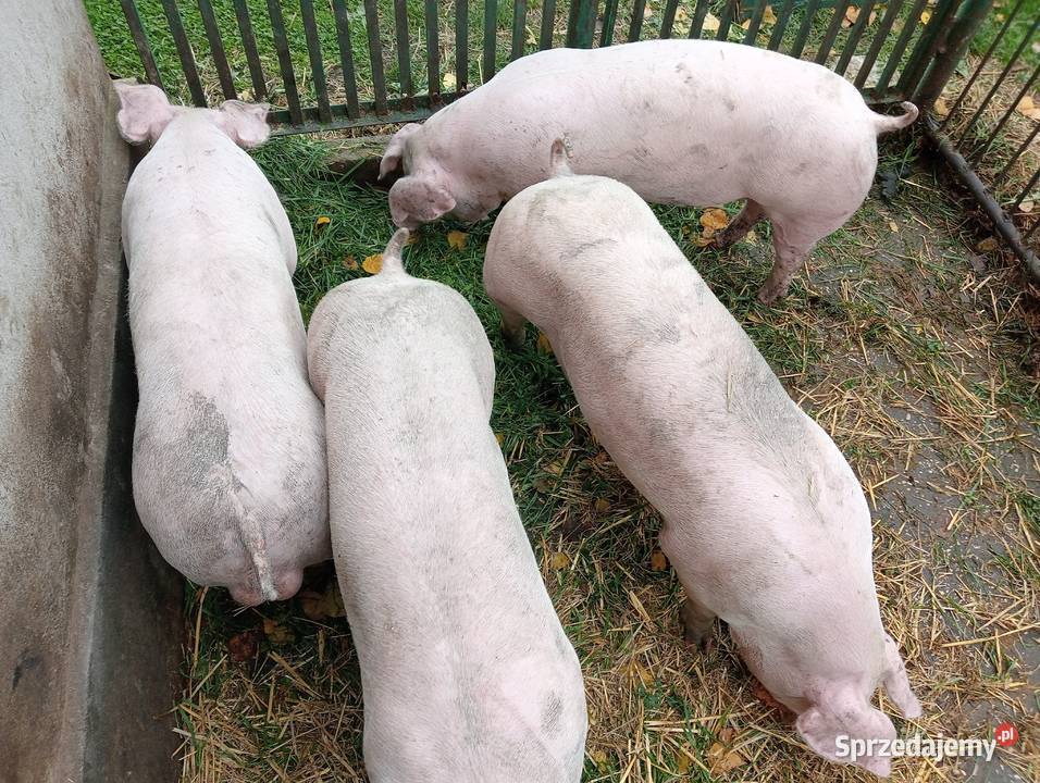 Knurki młode PBZ Polska Biała Zwisłoucha Strzałkowo