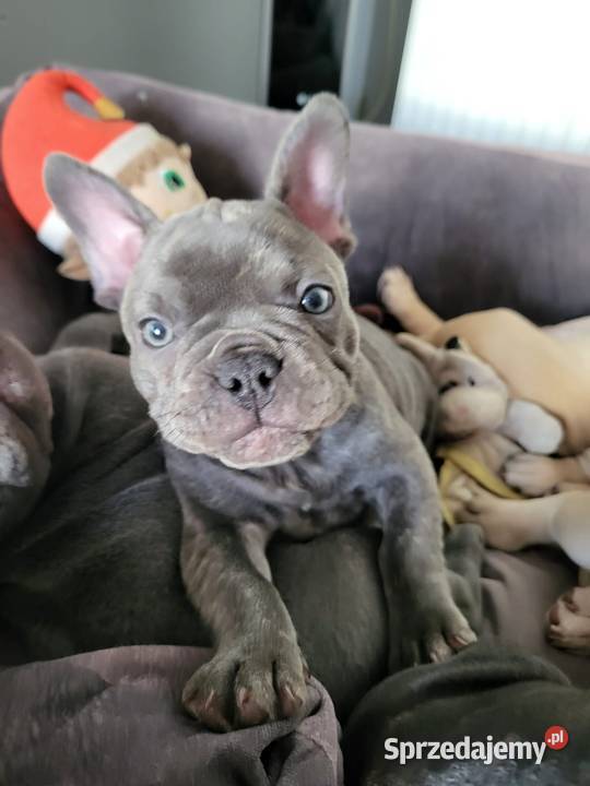 Buldog francuski Lubin