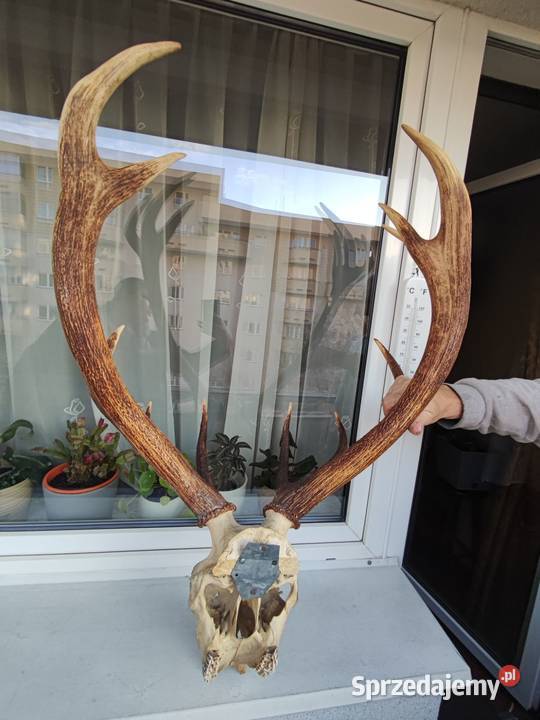 Duże poroże jelenia z czaszka do powieszenia Warszawa