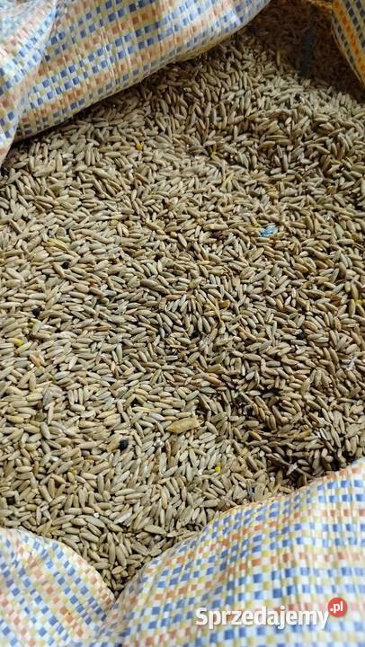 żyto z przeznaczeniem na paszę Białobrzegi sprzedam
